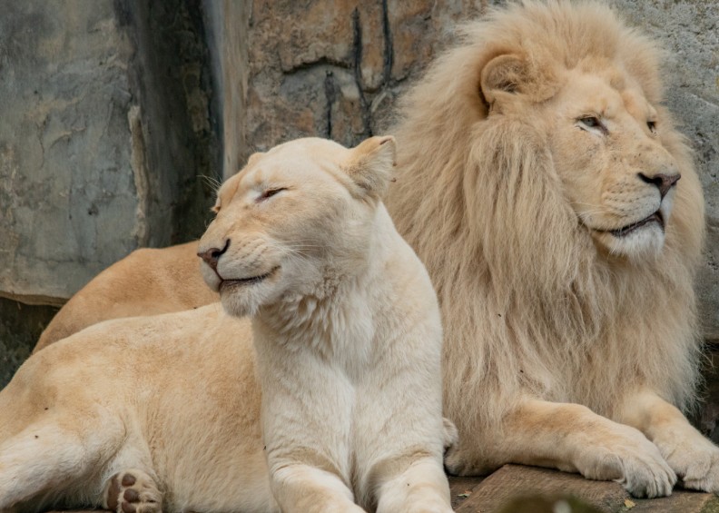 kindercollege wilde dieren in dierentuin